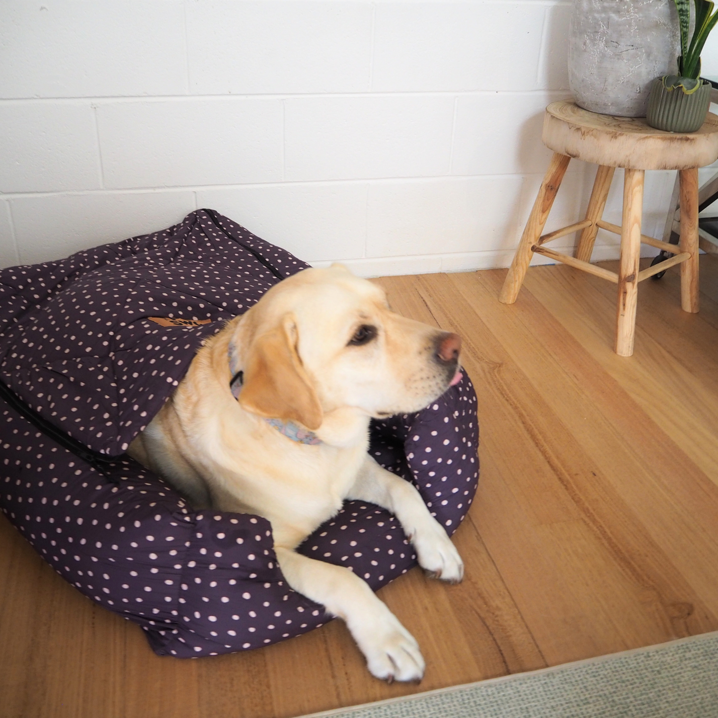 Polka Dot L (2 Zips)