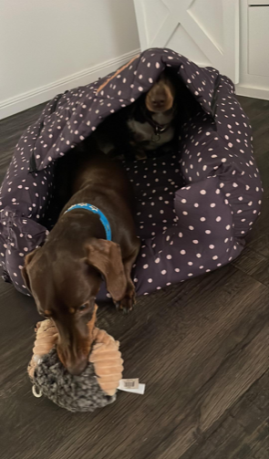 Polka Dot (S-M & L)